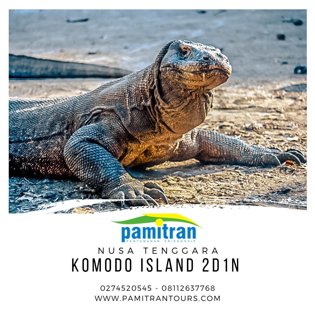 Sailing Komodo Liveaboard 2 Days 1 Night Tour | Pamitran Tours